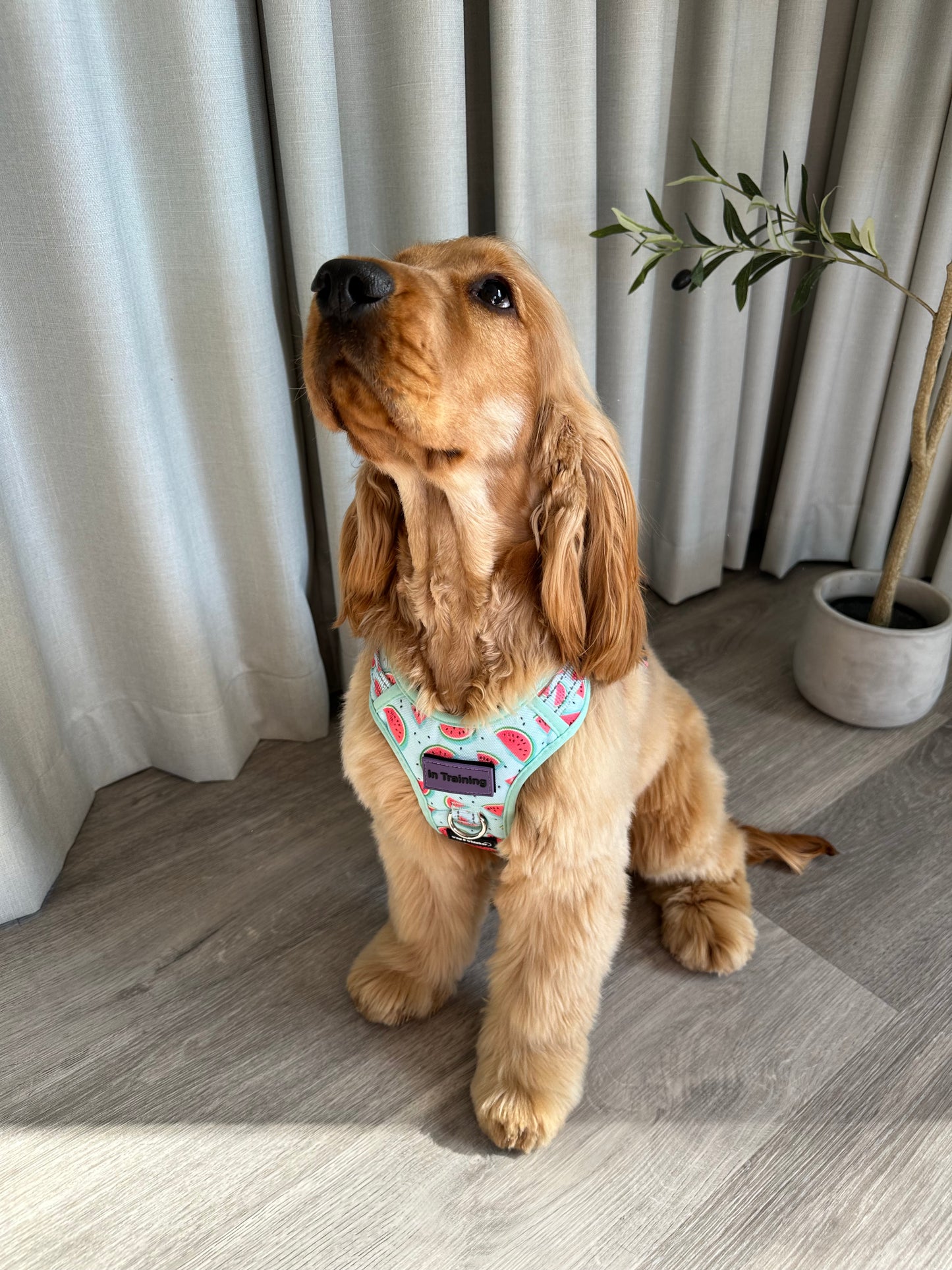 Watermelon Love Adjustable Harness