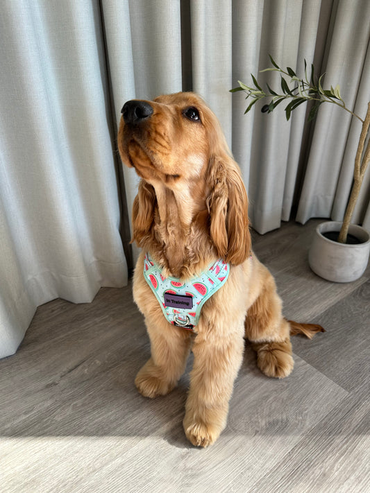 Watermelon Love Adjustable Harness