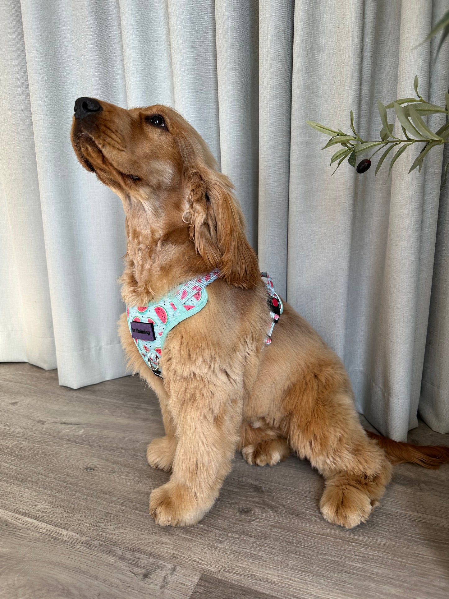 Watermelon Love Adjustable Harness