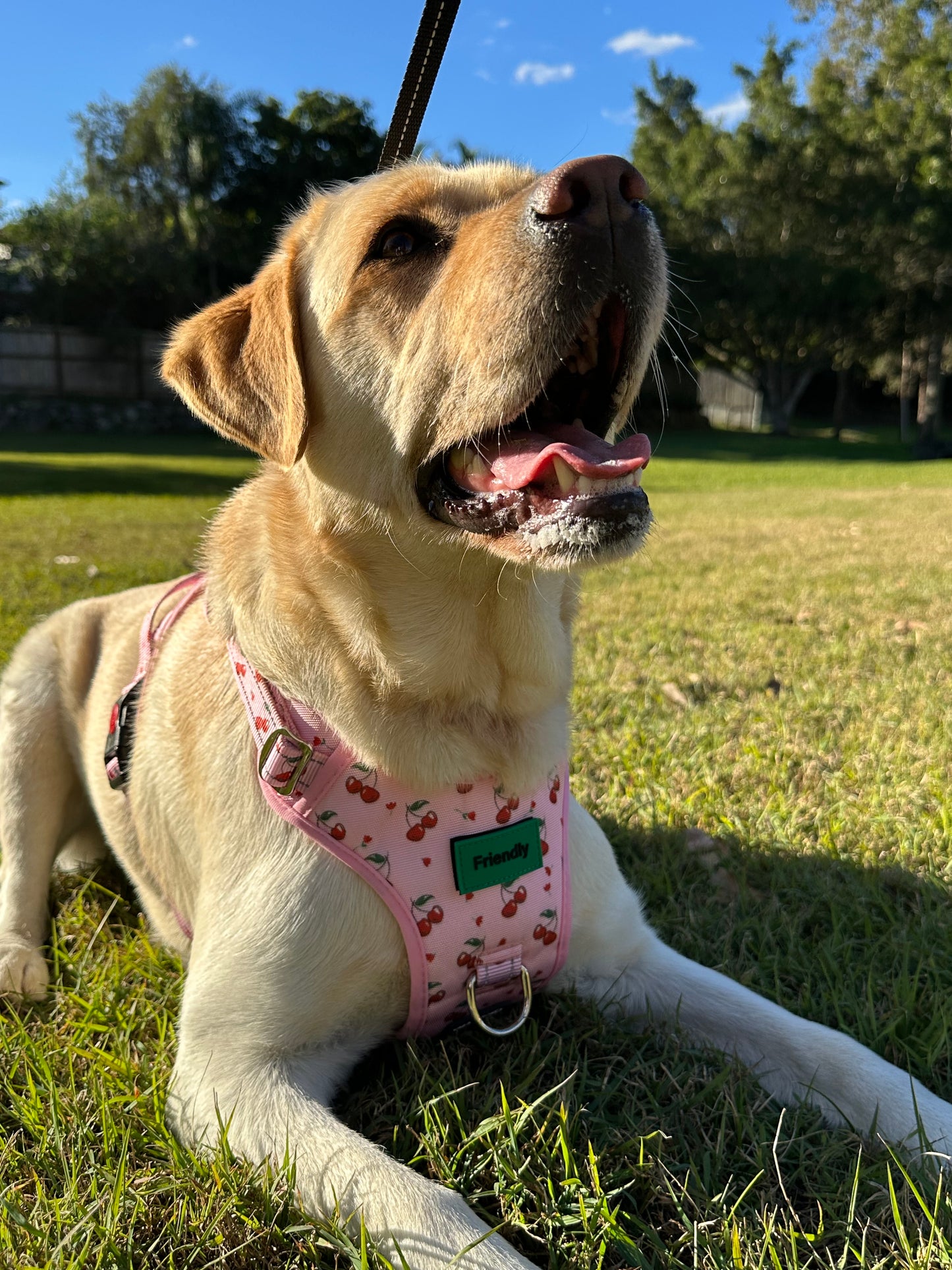 Cherry Love Adjustable Harness