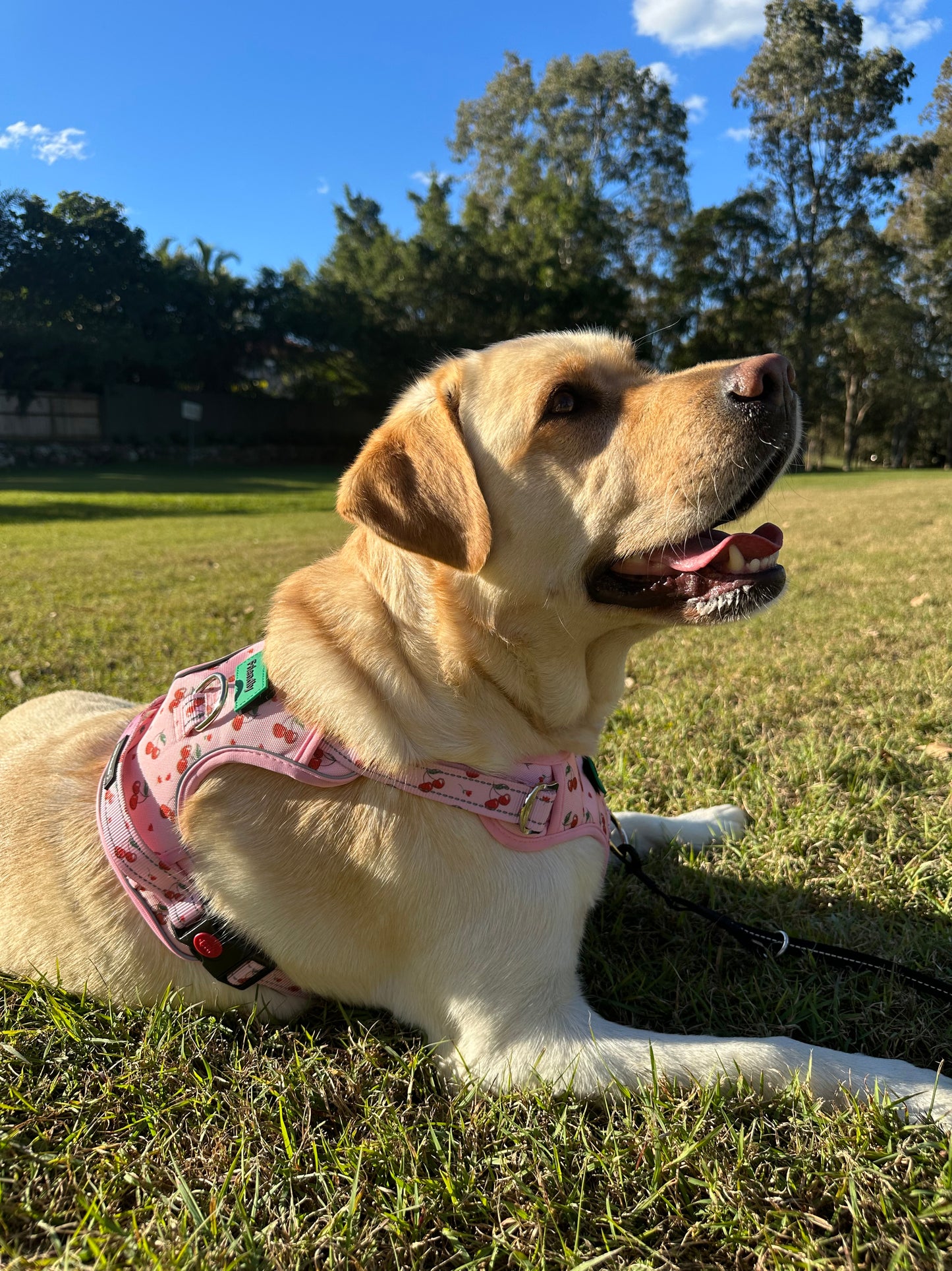 Cherry Love Adjustable Harness