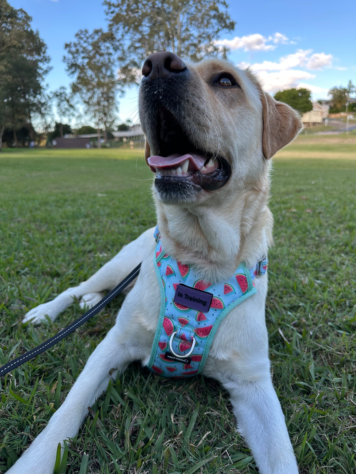 Watermelon Love Adjustable Harness